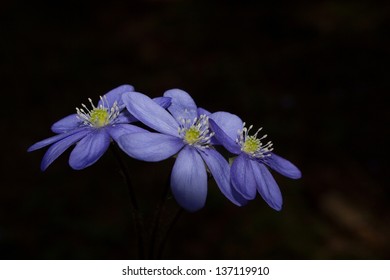 bot violet