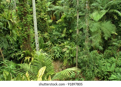 Botanic Garden in Cairns, Queensland (Australia) - Shutterstock ID 91897805