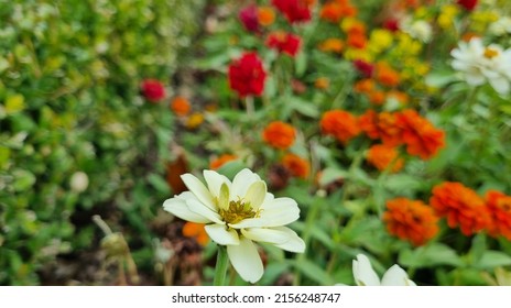 Botanic Garden At Mount Lofty