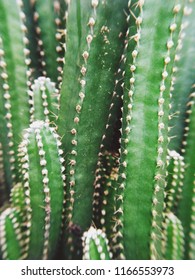 Botanica Cactus Plant 