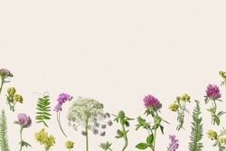 Botanical Aesthetic Flat Lay Frame With Wild Meadow Blooms, Natural Summer Floral Minimal Background, Field  Blossoming Flowers With Hard Shadow On Pastel Beige, Top View, Copy Space, Flowery Border