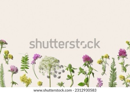 Botanical aesthetic flat lay frame with wild meadow blooms, Natural summer floral minimal background, field  blossoming flowers with hard shadow on pastel beige, top view, copy space, flowery border