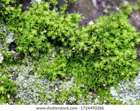 Botanical background. Large type of moss, lichen on a tree. Macro photo. Texture