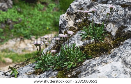 Botanical background. Small pink alpine flowers among the rocks. Group of Erigeron alpinus flowers in the foreground. Adamelo Group, Italy
