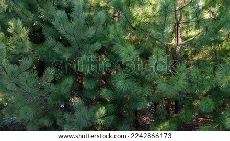 Botanical background. View of Pinus ponderosa pine tree green foliage. 