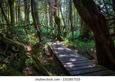 Botanical Beach, Port Renfrew, Vancouver Island, British Columbia, Canada. Beautiful View Of A Trail In A Rain Forest During Summer Day.