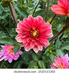 botanical buds close up decorative red orange round dahlia flower garden orange orange girl plant portrait - Powered by Shutterstock