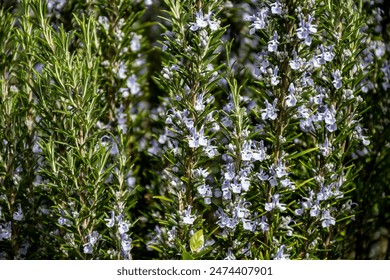 Botanical collection, Blue blossom of aromatic kitchen herb rosemary, nature background - Powered by Shutterstock