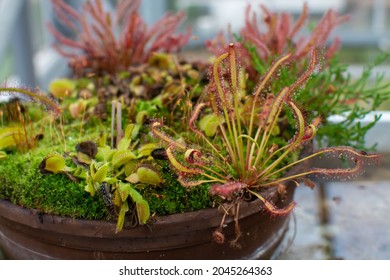 Botanical collection, different Carnivorous plants which trapping and consuming animals and protozoans, insects close up