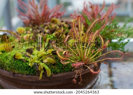Botanical collection, different Carnivorous plants which trapping and consuming animals and protozoans, insects close up