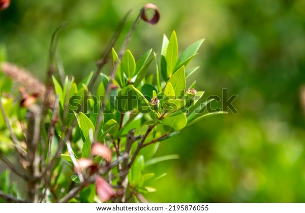 Botanical collection,\
leaves and berries of myrtus communis or true myrtle plant growing\
in garden in summer