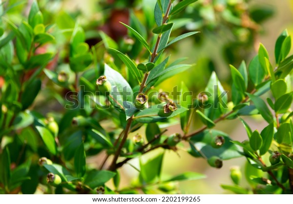 Botanical collection,
leaves and berries of myrtus communis or true myrtle plant growing
in garden in summer