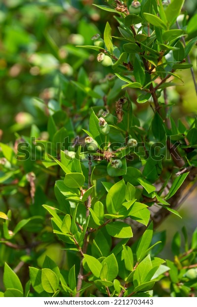Botanical collection,\
leaves and berries of myrtus communis or true myrtle plant growing\
in garden in summer