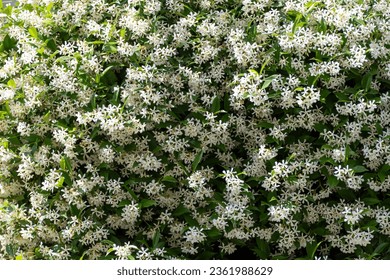 Botanical collection of medicinal and climbing plants, Jasminum officinale, jasmine plant in blossom, Provence, France. White flowers background