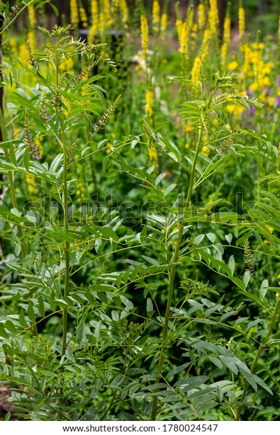 Botanical\
collection of medicinal and edible plants and herbs, Liquorice (or\
licorice, Glycyrrhiza glabra plant in\
summer