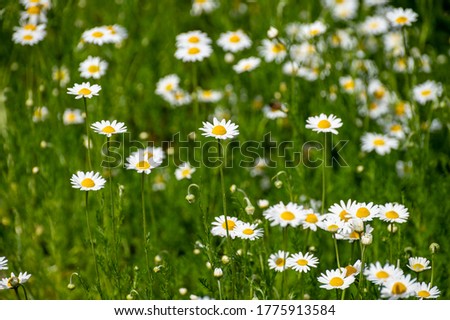 Botanical collection of medicinal plants, Chamaemelum nobile or Roman chamomile, English or garden chamomile flowers in blossom