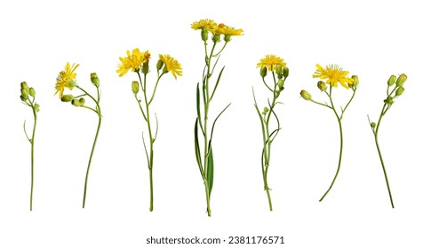 Botanical Collection. Set of yellow wildflowers Crepis tectorum isolated on white background. Elements for creating designs, cards, patterns, floral arrangements, frames, wedding cards and invitations - Powered by Shutterstock