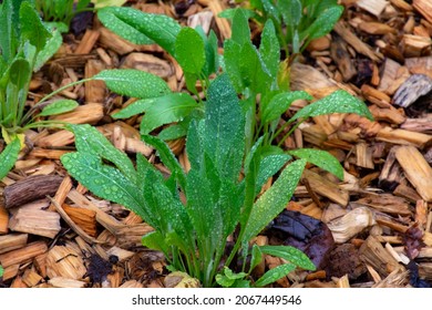 Botanical collection, young green leaves of edible and medicinal garden plant Tanacetum balsamita perennial temperate herb or costmary, alecost, balsam herb, bible leaf, mint geranium