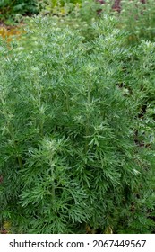Botanical collection, young green leaves of Artemisia absinthium wormwood, absinthe, mugwort, wermout poisonous species of Artemisia, ornamental plant and used as ingredient in spirit absinthe.