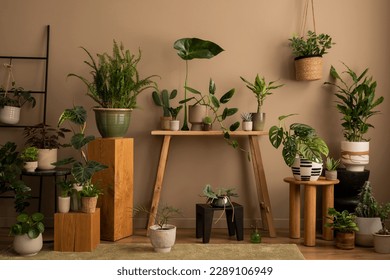 Botanical composition of living room interior with plants in flowerpots, wooden bench, black basket, vase with green leaves, brown wall and personal accessories. Home decor. Template. - Powered by Shutterstock