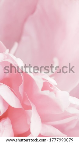 Botanical concept, invitation card - Soft focus, abstract floral background, pink peony flower petals. Macro flowers backdrop for holiday brand design