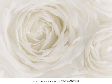 white rose backgrounds