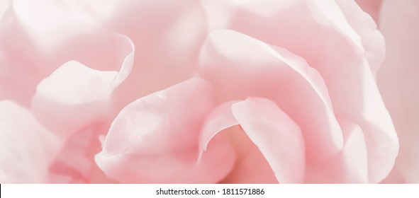 Botanical concept, wedding invitation card - Soft focus, abstract floral background, pink rose flower petals. Macro flowers backdrop for holiday design