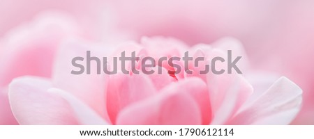 Similar – Pink Beauty Farbfoto