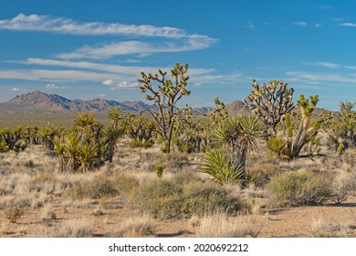 Botanical Display in the Desert in teh Mojave National Preserve in California
