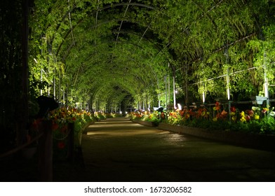 Botanical Garden In Full Bloom At Night