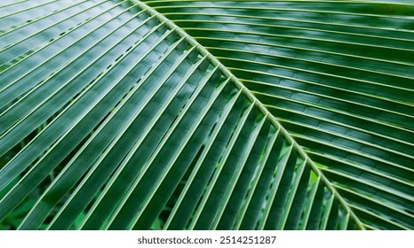 botanical garden, greenhouse, tropical plants, exotic leaves, green foliage, nature, environment, tropical garden, plant close-up, lush greenery, indoor plants, nature photography - Powered by Shutterstock