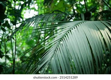 botanical garden, greenhouse, tropical plants, exotic leaves, green foliage, nature, environment, tropical garden, plant close-up, lush greenery, indoor plants, nature photography - Powered by Shutterstock