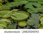 Botanical garden of Kosice in Slovakia