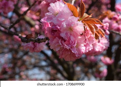 Botanical garden, sakura blossoms, tree pink flowers, closeup