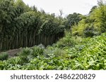 The Botanical Garden of the University of Coimbra in Portugal. The garden was founded in the 18th century and belongs to the most popular spots in the city.