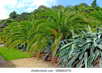 Botanical Gardens,Ventnor, Isle Of White