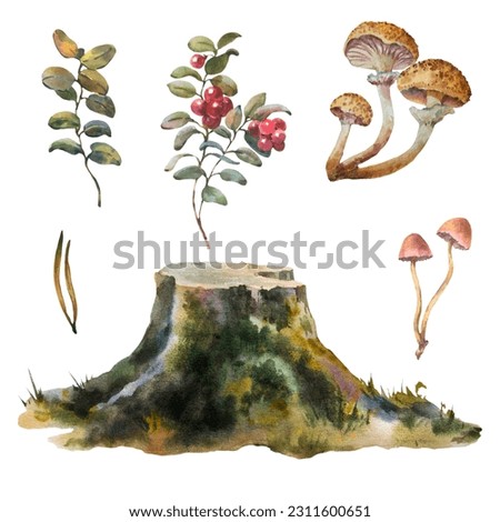 Botanical hand painted watercolor illustration of forest plant. A set of forest plants, a stump with moss, lingonberries, mushrooms, mushrooms and toadstools, leaves and needles.