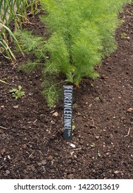 Botanical Identification Label for Home Grown Organic Florence Fennel 'Zefa' (Foeniculum vulgare 'Zefa Fino') Growing on an Allotment in a Walled Vegetable Garden in Rural Somerset, England, UK 