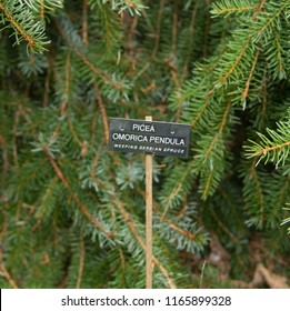 Weeping Serbian Spruce Images Stock Photos Vectors Shutterstock