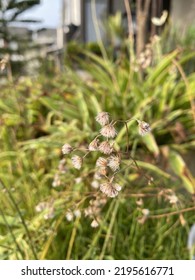 Botanical Name Is (Cyanthilium Cinereum)