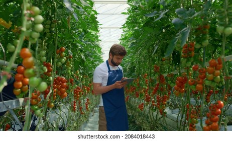 Botanical specialist tablet inspecting cultivation tomatoes quality in farm. Professional agri scientist man monitoring growth plants in sunny greenhouse. Natural technology organic food concept - Powered by Shutterstock