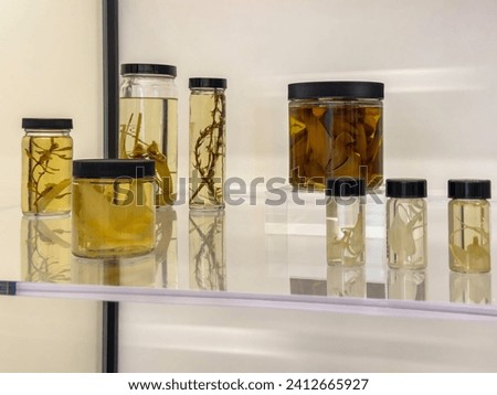 Botanical specimens in jars aranged in a glass case of a laboratory in a new plant research center, for motifs of preservation and research