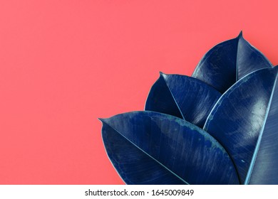 Botanical tropical background with big ficus leaves in classic blue color on pink background. Trendy poster banner for urban jungle fashion concept