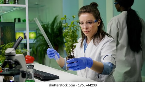 Botanist researcher measure sapling for botany experiment working in pharmaceutical laboratory. Biochemist scientist examining organic plants typing expertise information on computer - Shutterstock ID 1968744238