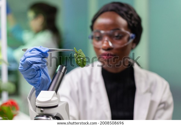 Botanist taking leaf sample from petri dish
discovering biological genetic mutation for pharmaceutical
experiment. Scientist chemist working in biochemistry lab analyzing
organic agriculture.
