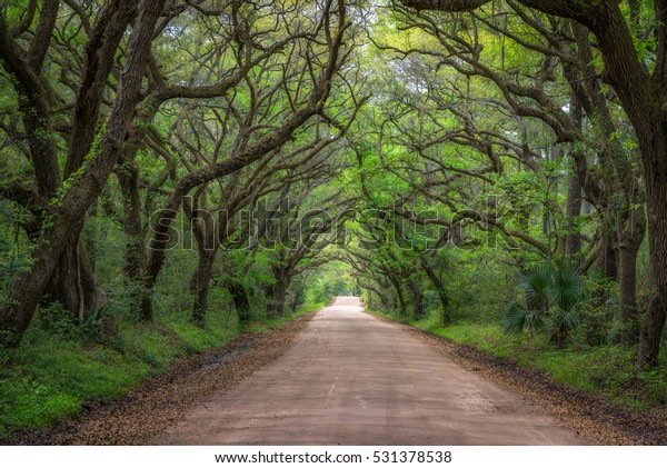 Botany Bay Dirt Road South Carolina Stock Photo (Edit Now) 531378538