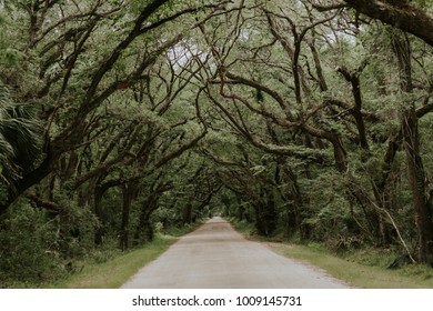 Botany Bay Road Leading Down A Tunnel Of Old Moss Covered Trees.