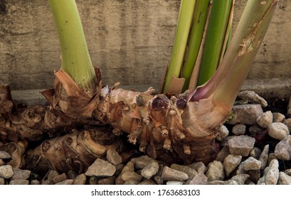 Hedychium Hd Stock Images Shutterstock