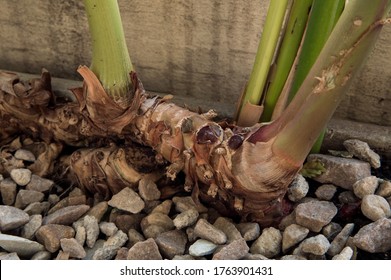 Ginger Lily Hd Stock Images Shutterstock