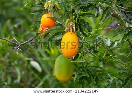 Botany. Closeup view of Passiflora caerulea orange fruits and green leaves, growing in the wild. 